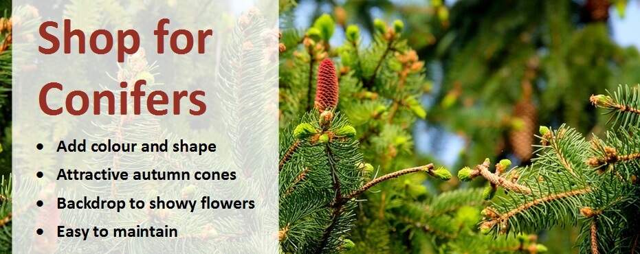 Shop for conifers banner